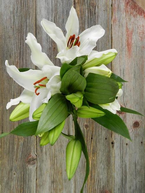 Wholesale White Oriental Lilies Delivered Online FlowerFarm